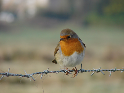 River Avon Robin